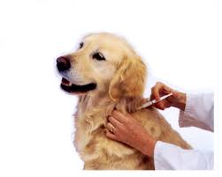 Jasa Vaksin Anjing di Cengkareng Jakarta Barat - Dokter Hewan Panggilan ke Rumah - Faunafella 2024