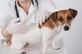 Jasa Vaksin Anjing di Johar Baru Jakarta Pusat, Dokter Hewan Terdekat dan Murah