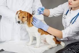 Jasa Vaksin Anjing di Matraman Jakarta Utara, Jenis, Harga, Manfaat dan Syaratnya Terbaru 2024
