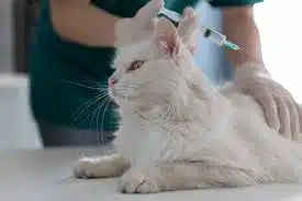 Jasa Vaksin Kucing Cilincing Jakarta Utara, Jenis, Biaya, Dokter Hewan, Manfaat dan Prosedurnya
