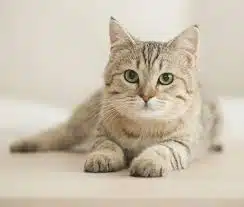 Jasa Vaksin Kucing F3, F4 dan Rabies Jakarta Timur, Utara, Barat, Selatan dan Pusat Beserta Biayanya