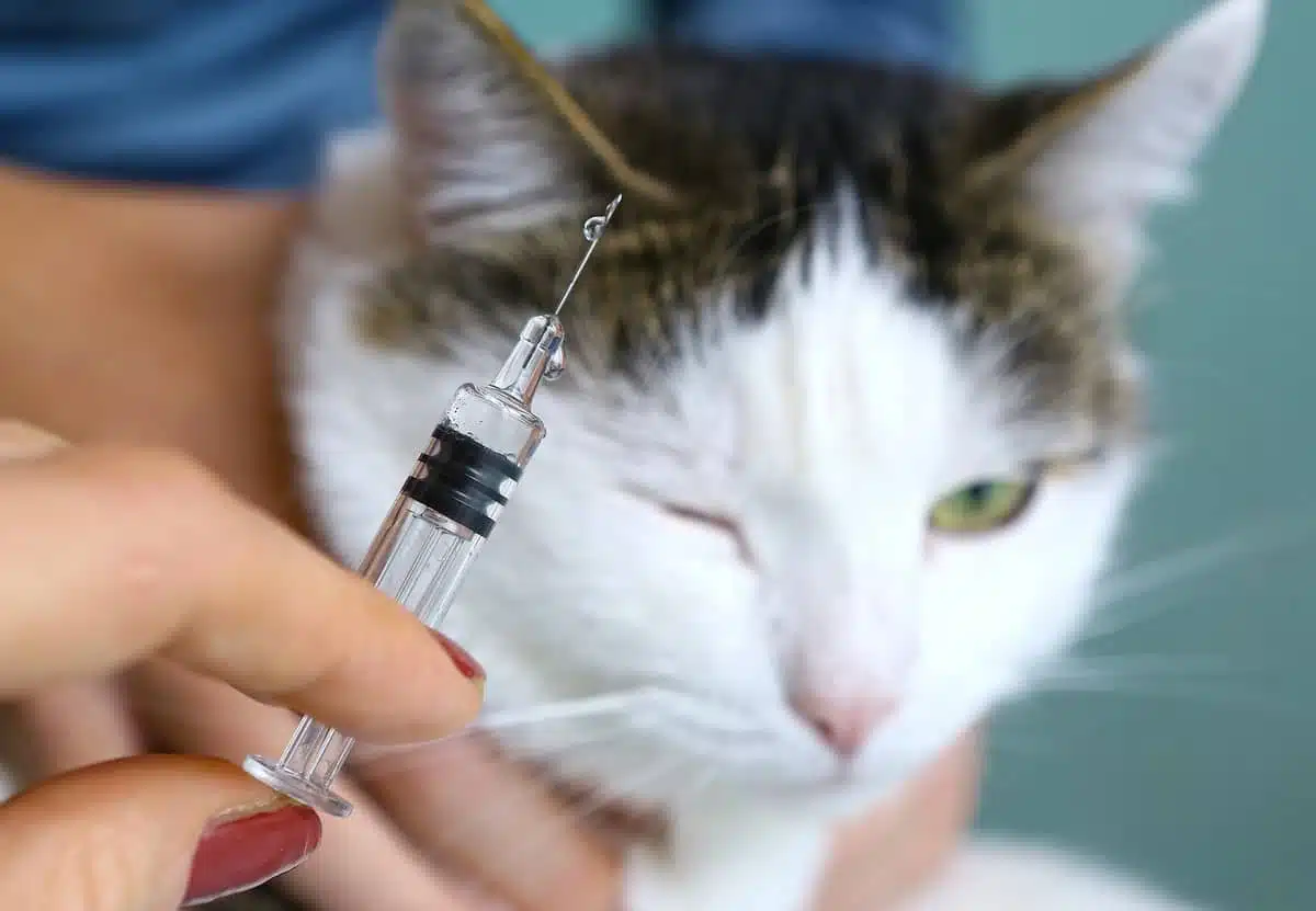 Klinik Vaksinasi Kucing Terdekat, Panggilan Jasa Vaksin Kucing Senen Jakarta Pusat, Biaya Vaksinasi F3, F4 dan Rabies