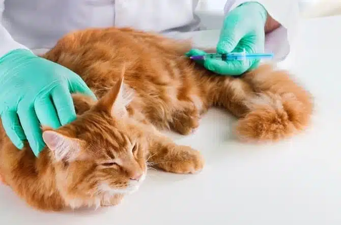 Langkah-langkah Vaksinasi Kucing Oleh Dokter Hewan Faunafella Jasa Vaksin Kucing Palmerah Jakarta Barat