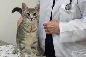 Layanan Panggilan Jasa Vaksin Kucing Jakarta Langsung Ke Rumah Beserta Biayanya Terbaru 2024