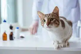Prosedur Sebelum Pemberian Vaksinasi Kucing Oleh Dokter Hewan Jasa Vaksin Kucing Kebayoran Baru Jakarta Selatan