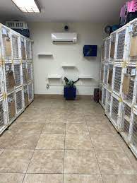 Tempat Penitipan Kucing Paling Larismanis di Jatinegara Jakarta Timur, Untuk Memanjakan Hewan Kesayangan Anda