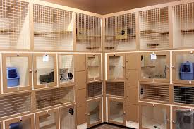 Tempat Penitipan Kucing Terbaik di Jakarta Selatan, Barat, Timur, Utara dan Pusat Aman dan Terpercaya