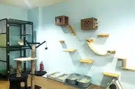 Tempat Penitipan Kucing di Cempaka Putih Jakarta Pusat, Fasilitas Lengkap, Cara Memilih, Syarat dan Harga Murah 2024