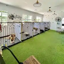 Tempat Penitipan Kucing di Kebon Jeruk Jakarta Barat Untuk Merawat Anabul Dengan Baik