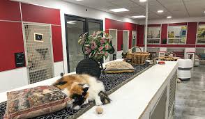 Tempat Penitipan Kucing di Kelapa Gading Jakarta Utara dengan Harga Terjangkau dan Fasilitas Lengkap