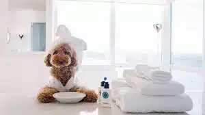 Temukan Tempat Penitipan Kucing Terbaik di Johar Baru Jakarta Pusat untuk Hewan Peliharaan Anda