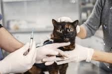 Tips Menemukan Jasa Vaksin Kucing Terbaik di Cempaka Putih Jakarta Pusat