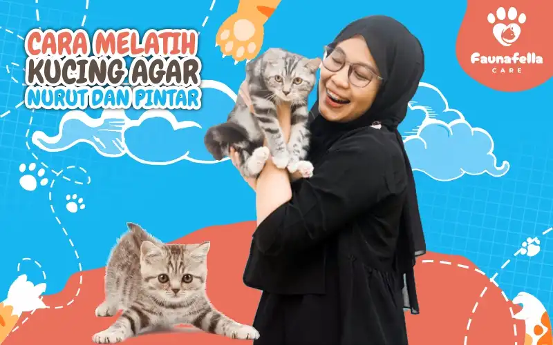 Cara Melatih Kucing Agar Nurut Dan Pintar