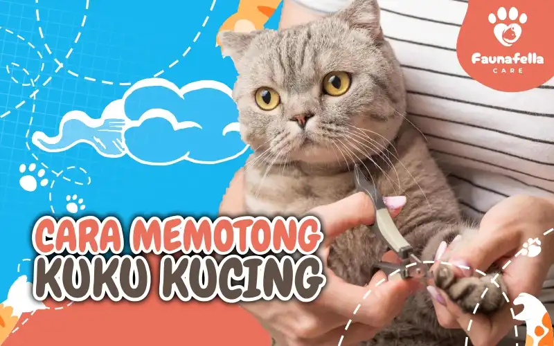Cara Memotong Kuku Kucing