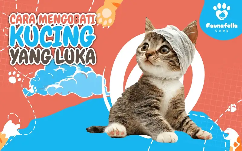 Cara Mengobati Kucing Yang Luka