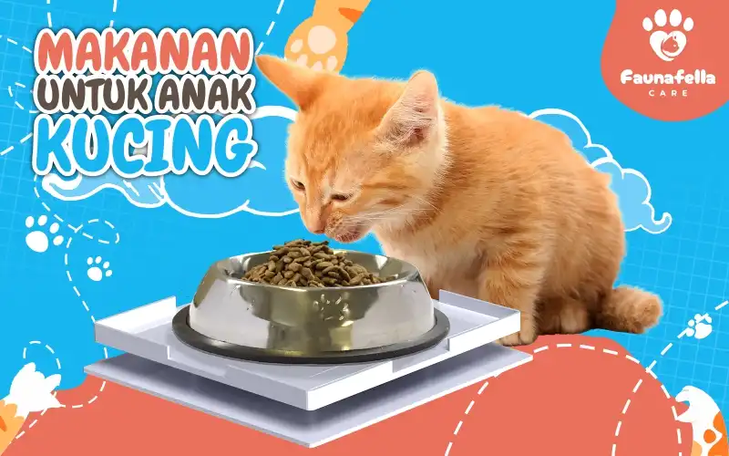 Makanan Untuk Anak Kucing
