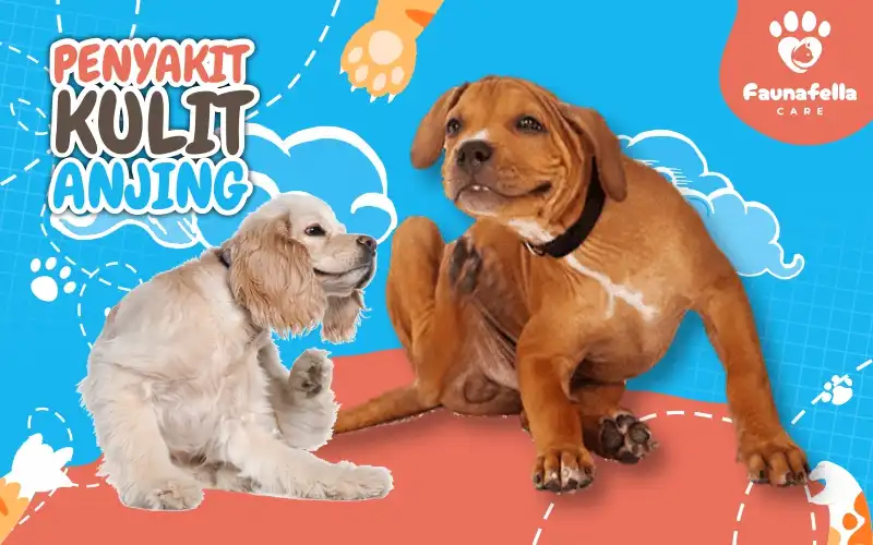 Penyakit Kulit Anjing