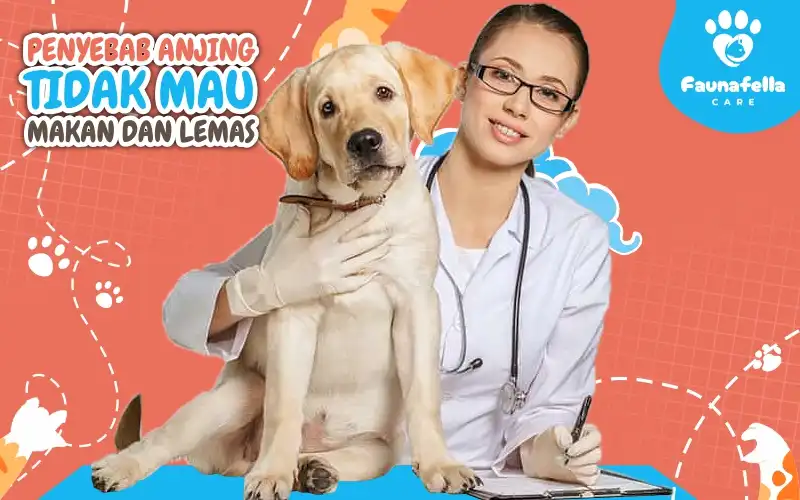 Penyebab Anjing Tidak Mau Makan dan Lemas