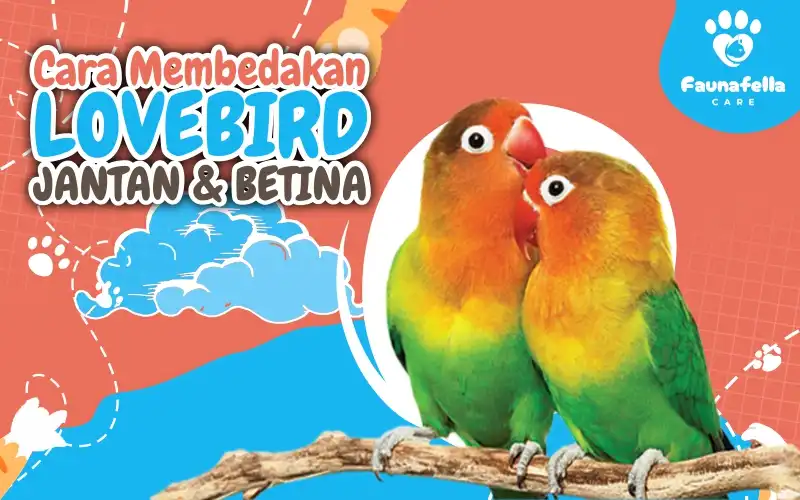 Cara Membedakan Lovebird Jantan Dan Betina