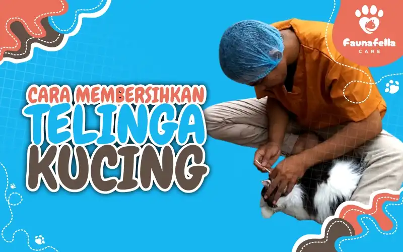 Cara Membersihkan Telinga Kucing