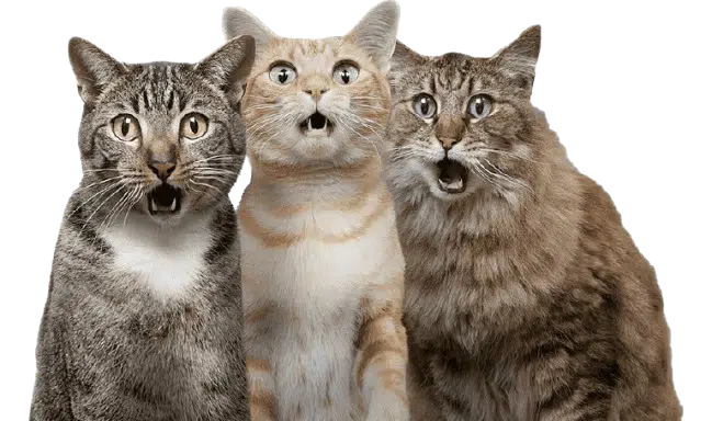 Masalah Kucing Harus Digrooming Faunafella