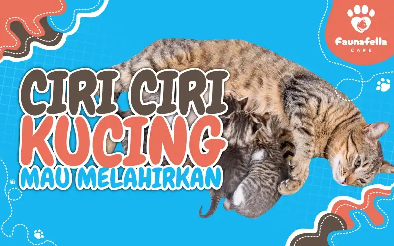 Ciri Ciri Kucing Mau Melahirkan