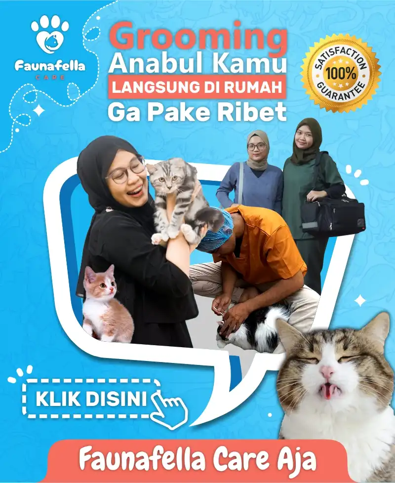 Grooming Anabul Kamu Langsung Di Rumah