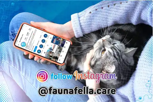 Follow Akun Instagram Faunafella