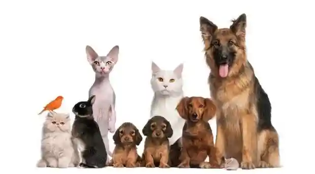 Pet Shop Murah Jakarta